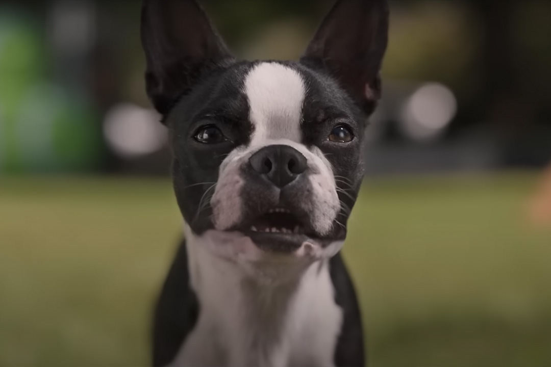     Spuszczone ze smyczy - komedia o psiakach dla dorosłych. Nowe klipy promujące film